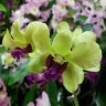 Орхидея Dendrobium Anna Green (отцвел)