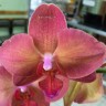 Орхидея Phalaenopsis Monza 