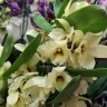 Орхидея Dendrobium nobile (отцвёл, деленка)