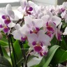 Орхидея  Phalaenopsis mini (отцвел)