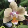 Орхидея Phalaenopsis Tiny Melissa, multiflora   