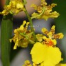 Орхидея Oncidium Sweet Sugar (отцвел) 