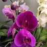 Орхидея Phalaenopsis African Queen (отцвел)