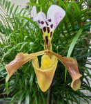 Орхидея Paphiopedilum hybrid 
