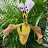 Орхидея Paphiopedilum hybrid 
