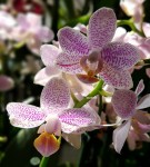 Орхидея Phalaenopsis Zambia, multiflora (отцвел)