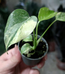 Монстера вариегатная (Monstera Deliciosa Thai Constellation), детка