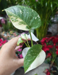 Монстера вариегатная (Monstera Deliciosa Thai Constellation), детка