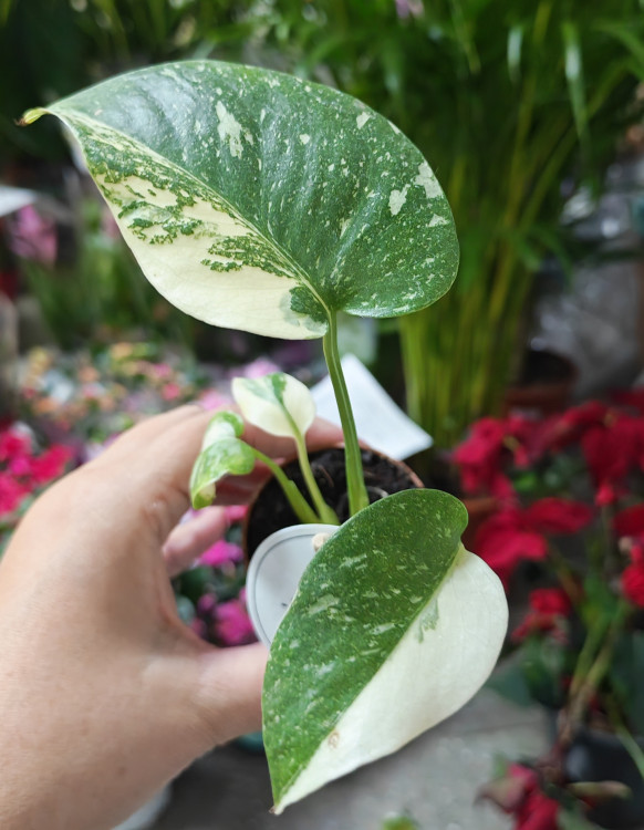 Монстера вариегатная (Monstera Deliciosa Thai Constellation), детка