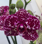Орхидея Phalaenopsis Wild Cat (наращивает бутоны, РЕАНИМАШКА)       