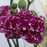 Орхидея Phalaenopsis Wild Cat (отцвел, РЕАНИМАШКА)       