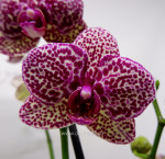 Орхидея Phalaenopsis Wild Cat (отцвел, РЕАНИМАШКА)       