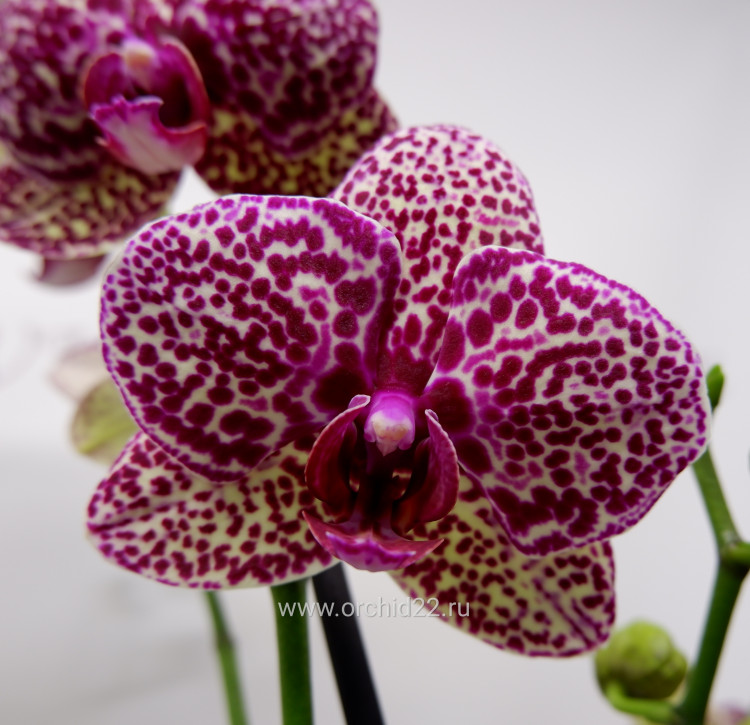 Орхидея Phalaenopsis Wild Cat (отцвел, РЕАНИМАШКА)       