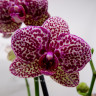 Орхидея Phalaenopsis Wild Cat (наращивает бутоны, РЕАНИМАШКА)       