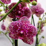 Орхидея Phalaenopsis Wild Cat (наращивает бутоны, РЕАНИМАШКА)       