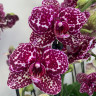Орхидея Phalaenopsis Wild Cat (наращивает бутоны, РЕАНИМАШКА)       