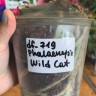 Орхидея Phalaenopsis Wild Cat (отцвел, РЕАНИМАШКА)       