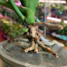 Орхидея Phalaenopsis Wild Cat (отцвел, РЕАНИМАШКА)       
