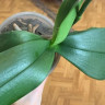 Орхидея Phalaenopsis Wild Cat (отцвел, РЕАНИМАШКА)       