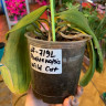 Орхидея Phalaenopsis Wild Cat (отцвел, РЕАНИМАШКА)       