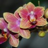 Орхидея Dtps Sogo Gotris, mini 