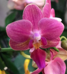 Орхидея Phalaenopsis Perfumе, multiflora (отцвел, РЕАНИМАШКА)