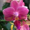 Орхидея Phalaenopsis Perfumе, multiflora (отцвел, РЕАНИМАШКА)