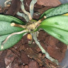 Орхидея Phal. Perfumе Amorion, multiflora (отцвел, РЕАНИМАШКА*)