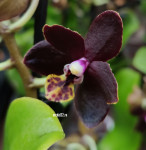 Орхидея Phalaenopsis Esme, multiflora (отцвел, РЕАНИМАШКА)