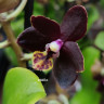 Орхидея Phalaenopsis Esme, multiflora (отцвел, РЕАНИМАШКА)