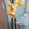 Орхидея Phalaenopsis Sweet Girl, peloric, midi        