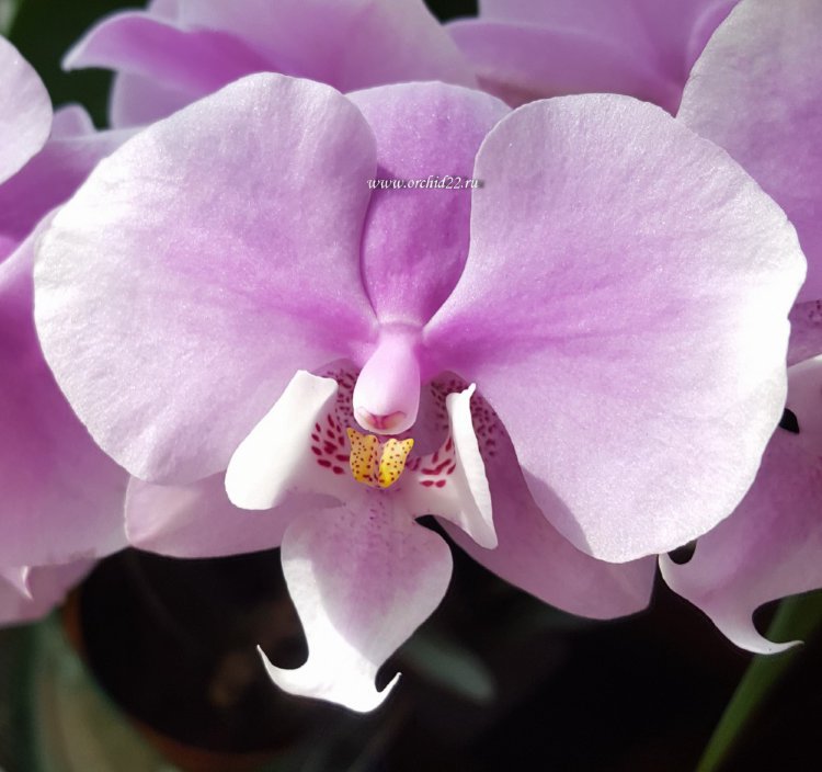 Орхидея Phalaenopsis  Saint Andre 'Pink Butterfly'