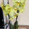 Орхидея Phalaenopsis Savona 
