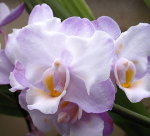 Орхидея Dtps Liu's Sakura (еще не цвёл)