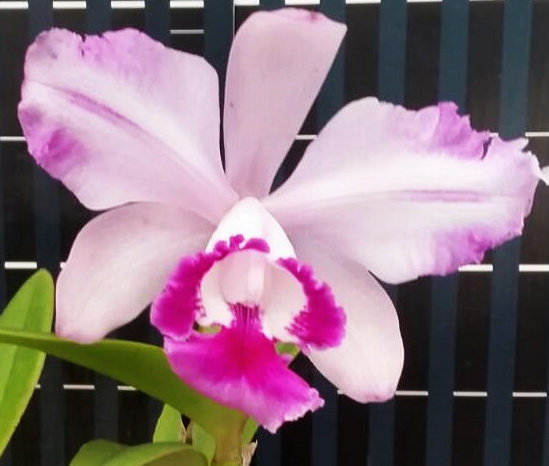 Орхидея C.intermedia v.orlata x intermedia v.aquinii (отцвела)   