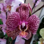 Орхидея Phalaenopsis (отцвел)             