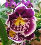 Орхидея Miltonia