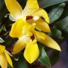 Орхидея Promenaea hybrid (отцвела)