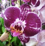 Орхидея Phalaenopsis (отцвел)   