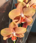 Орхидея Phalaenopsis Brion