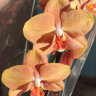Орхидея Phalaenopsis Brion