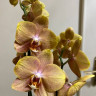 Орхидея Phalaenopsis Brion (отцвел)