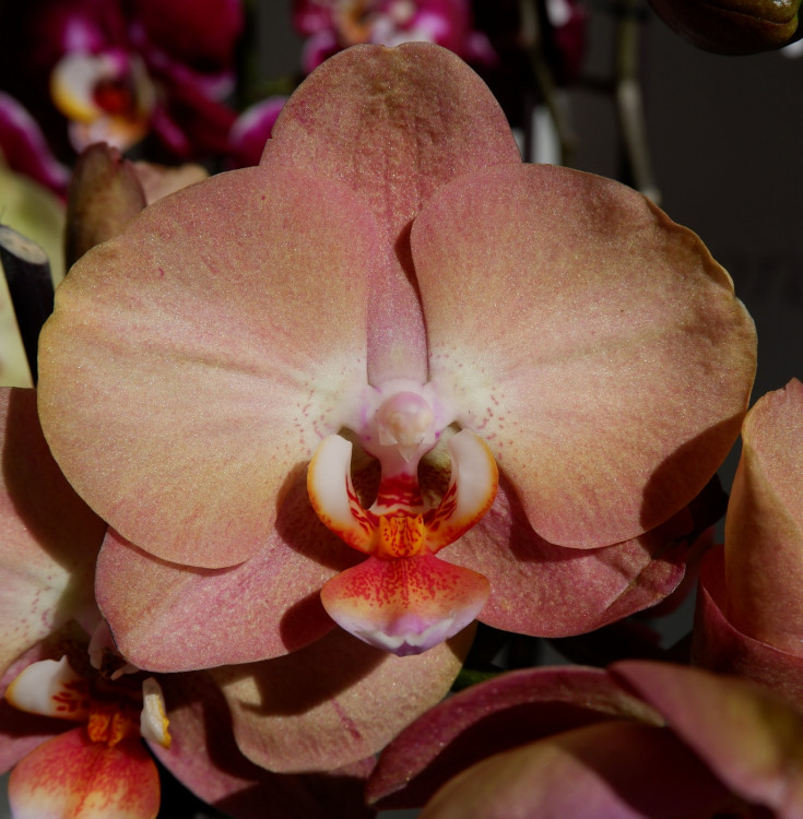 Орхидея Phalaenopsis Brion (отцвел)