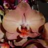 Орхидея Phalaenopsis Brion (отцвел)