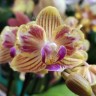 Орхидея Phalaenopsis Indy, mini 