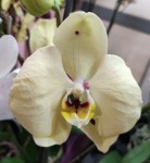 Орхидея Phalaenopsis Congada (отцвел)