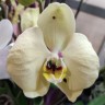 Орхидея Phalaenopsis Congada (отцвел, РЕАНИМАШКА)