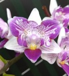 Орхидея Phal. Liu's Beauty Taiwan, peloric (отцвел)  