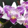Орхидея Phal. Liu's Beauty Taiwan, peloric (отцвел)  