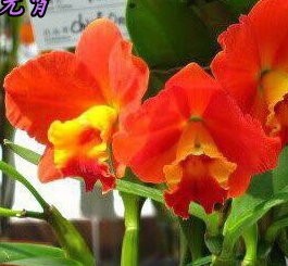Орхидея Сtt. Сhief Jewel (отцвела)            